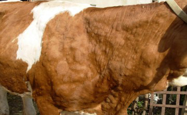 Nodularni dermatitis 01